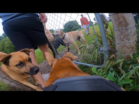 वीडियो: कुत्ते पार्क में मिलने वाले लोगों के 15 प्रकार