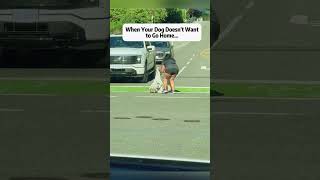 When your dog refuses to go home 😂 #DogTok #PetHumor #DogLife #RelatablePets #FurryFriend