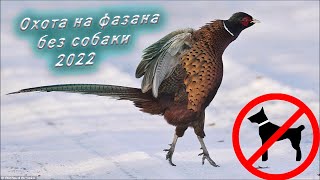 видео: Охота на фазана без собаки 2022/ Как это на самом деле. картинка: Охота на фазана без собаки 2022/ Как это на самом деле.