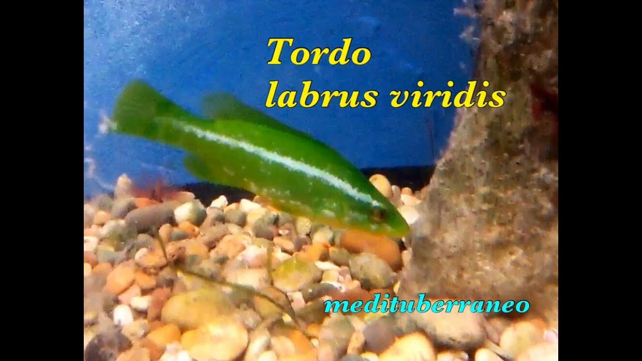 TORDO Labrus Viridis Acquario Marino Mediterraneo YouTube tordo-labrus-viridis-acquario-marino-mediterraneo-youtube