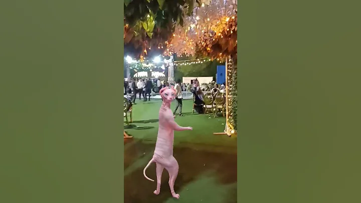 Video 10200381: sphynx pets cat funny, sphynx cat happy, cat nice dance, cat beautiful dance, cat dance love