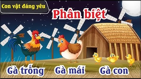 Dạy bé phân biệt gà trống - gà mái - gà con cách dễ dàng | Các thành viên trong gia đình gà
