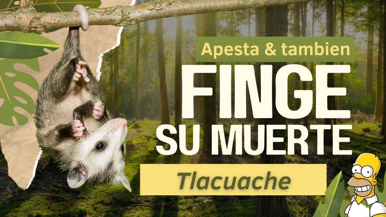 ¿Por qué la Zarigüeya (Tlacuache) se hace la muerta?