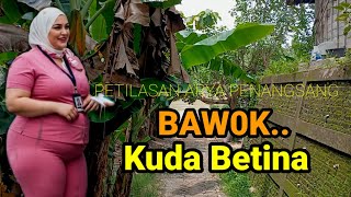 The Sakti mare from the Ngloram mainland finished her performance at the Pajang village of Blora ...