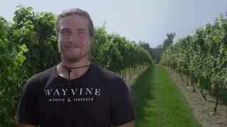 Wayvine Winery & Vineyard - Meet The Winemaker