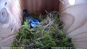 Gardenature Sideview Box IP camera (HD)  Nest box Diary