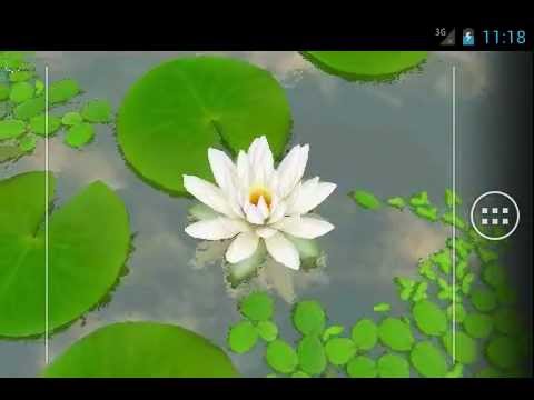 3D Lotus Pond Live Wallpaper