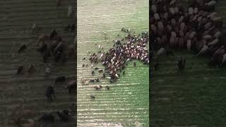 The sound of a sheep bell