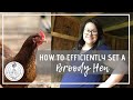 How to Efficiently Set a Broody Hen