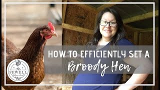 How to Efficiently Set a Broody Hen