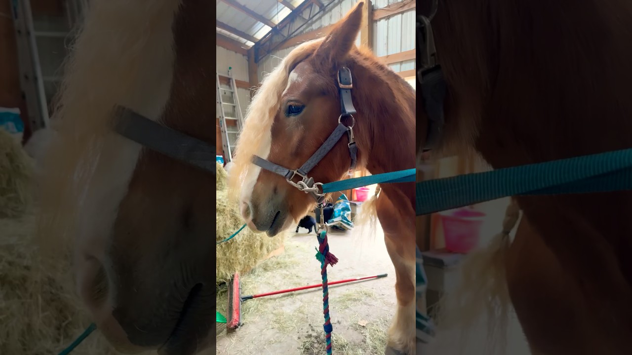 Let’s braid Aurora’s mane! 