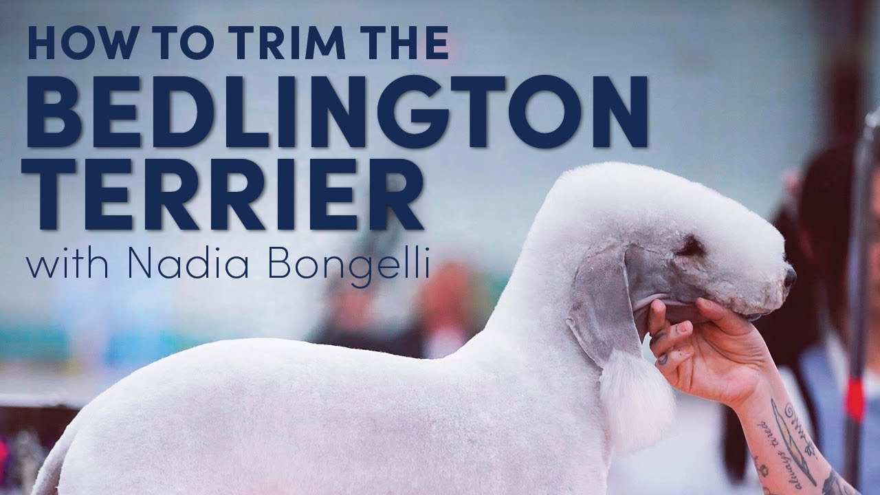 Как ухаживать за бедлингтон-терьером — предварительный обзор курса!