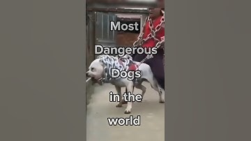 Top 10 Most Dangerous Dogs in the World 🐕 Aggressive Dogs #shorts #viral #trending