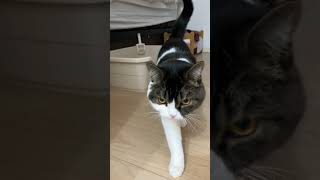 ご飯前に必ずトイレに行くのが日課な猫w #shorts