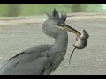 Grey heron      the rat catcher