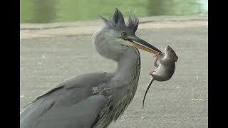 Grey Heron - The Rat Catcher