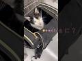 今日は早く帰りたい日…！猫も早退気分【愛猫れいちゃん】#cat #猫 #保護猫 #shorts