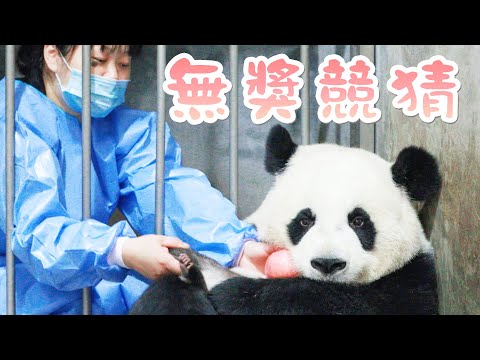《熊貓早晚安》你猜這次借熊貓會成功嗎？ | iPanda熊貓頻道
