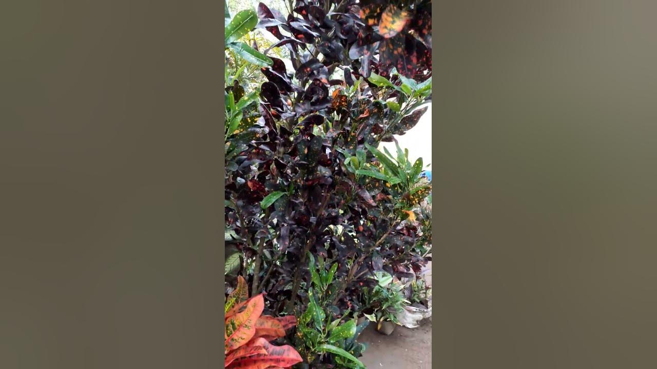 fireworks crotons grows rapidly from marcot 2 years ago short