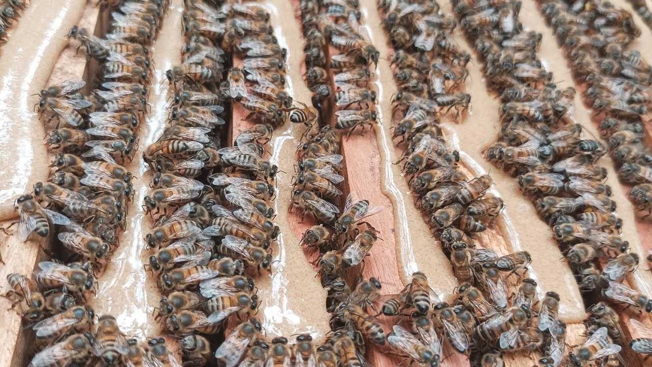 COMO PREPARAR A ALIMENTAÇÃO DAS ABELHAS - Mélica Apicultura