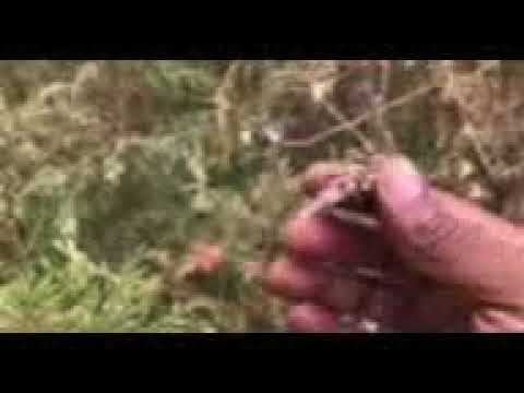 Bagworm Infestation