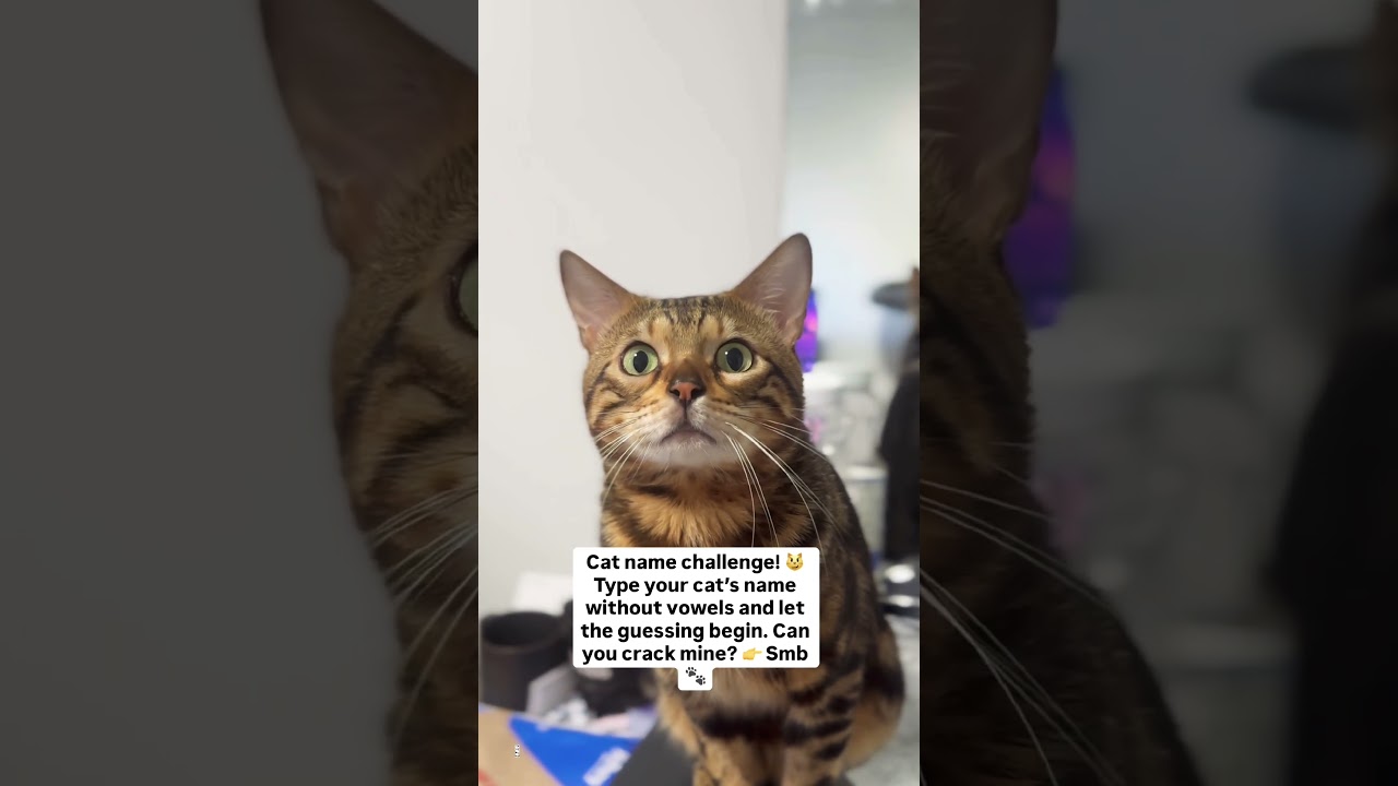 Can You Guess My Cat’s Name?! 😹 | No Vowels Challenge | Only True Cat Lovers | Guess My Cat’s Name
