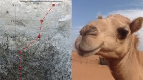 AJ White, 2020 | The Role of Water in Kharaneh IV