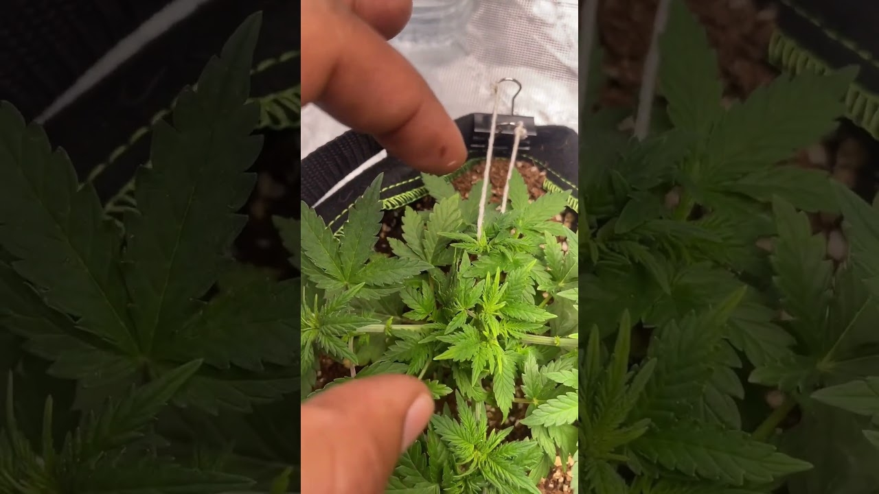 How I grow autoflowers “gelato mints” 