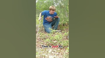 An INSANE Eastern Diamondback Encounter! #snake #reptiles #wildlife #nature