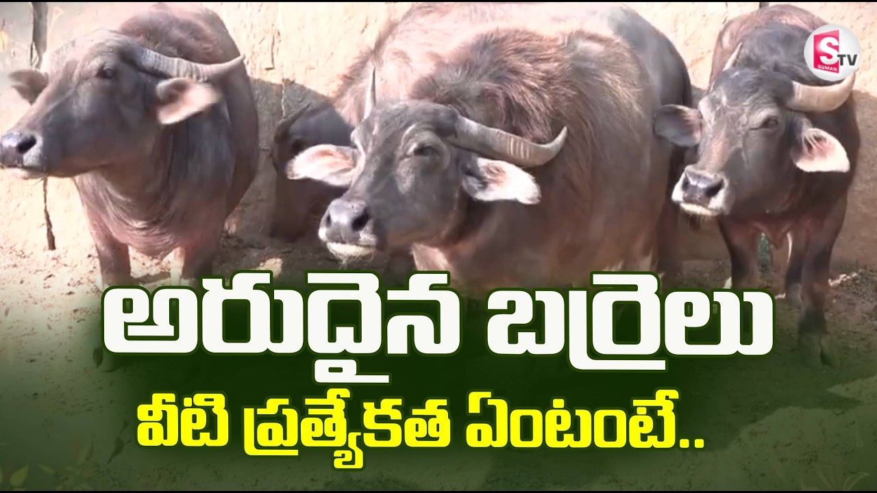 అరుదైన బర్రెలు..వీటి ప్రత్యేకత ఏంటంటే..| Rare Buffalo Breed | @SumanTVRythu