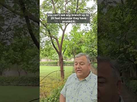 Video: Beskjæring av platantrær i London – hvordan og når du skal beskjære platantrær