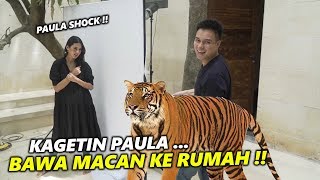 PELIHARA MACAN BUAT TIGER WONG ! PAULA KAGET .. PEMOTRETAN ,LANGSUNG BERHENTI !