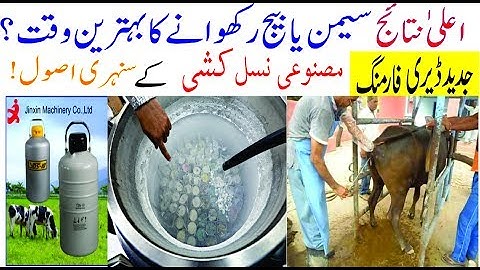 Best time for artificial insemination in dairy cows and buffalos Excellent results!