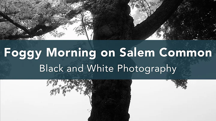 Foggy Morning on Salem Common - Black and White Ph...