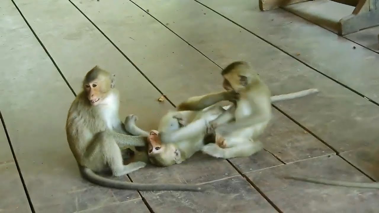 Young Monkey Playing With Friends At Afternoon | That's Young Monkey Of Amber  Monkey Troop