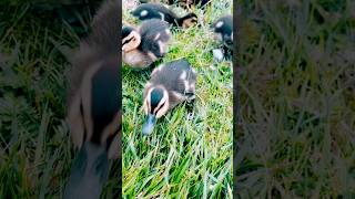 #advanture❤️lıfe🦆👌#kitten🦆🦋#naturelovers 🦆😻🦋💦🐝🌞
