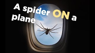 Giant Spider ON a Plane