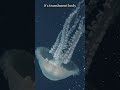 The Giant Phantom Jellyfish Is the Ocean's Most Mysterious Giant