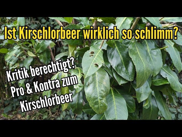 monstera thai standort Monstera Thai Constellation – Berlinplant