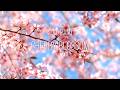 Cherry Blossom | Relaxing Solo Piano (F# Major)