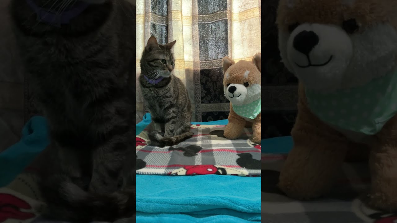 Early morning with Kitty