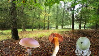 Top 3 Deadly Species Of October