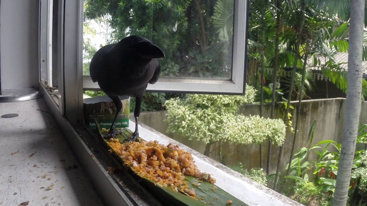 Crows of Colombo | Sathyan Velumani