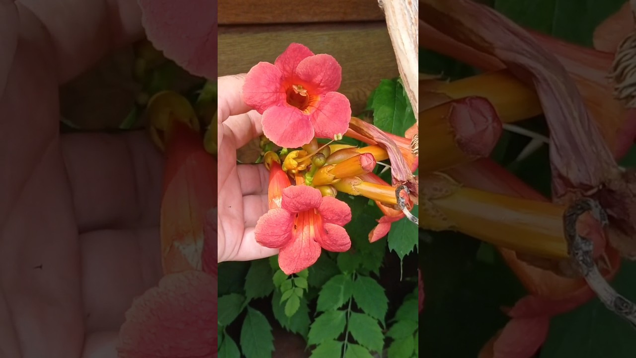 4.07 лиана кампсис в городе Орел цфо, календарь цветения #сад #flower # ...