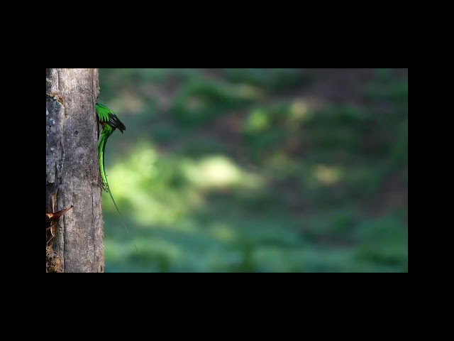 Resplendent Quetzal Pharomachrus mocinno