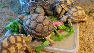 Rainy Night - ASMR with Tortoise Nibbling in the Rain - Midnight Snack in the Gentle Shower 🌧️🐢💫