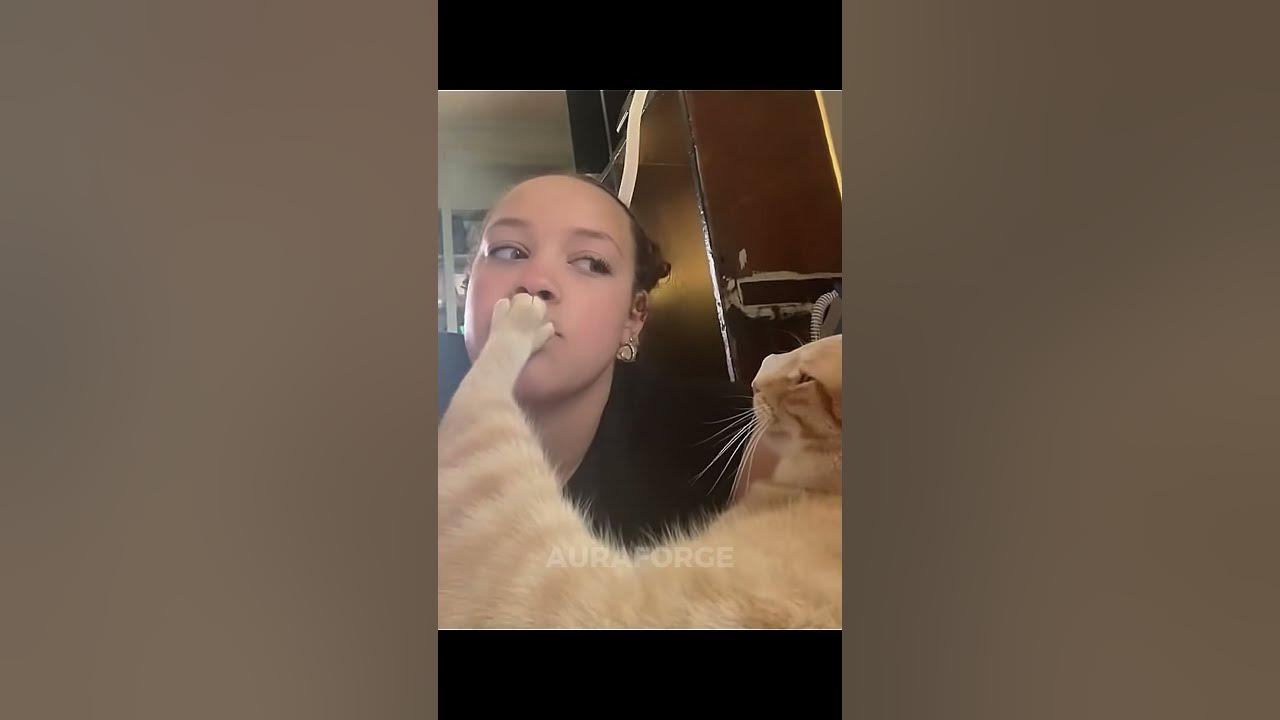 Last Cat Is Gonna Ruin Marriages | Cats Love There Owners Last Cat Is Gonna Ruin Marriages | Cats Love There Owners