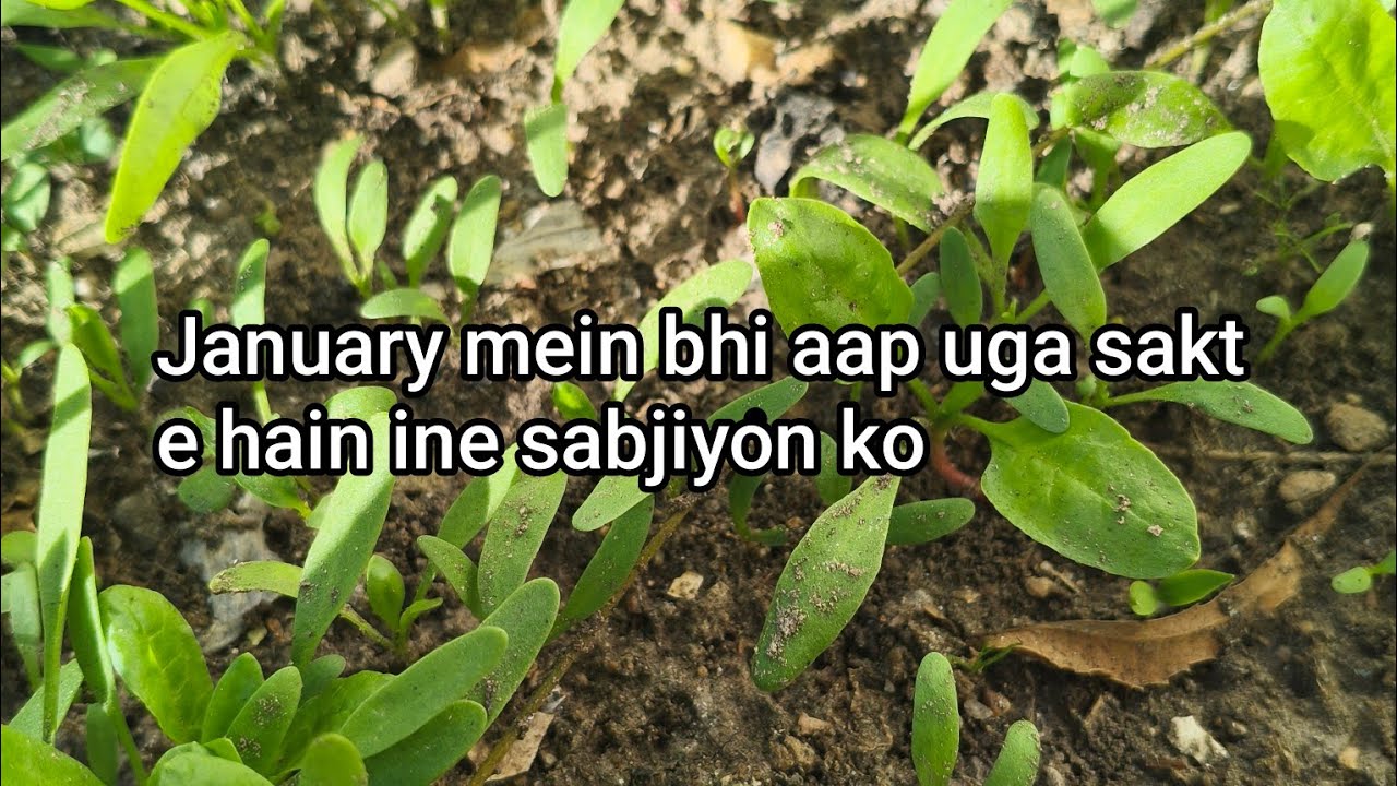 January mein aap uga sakte hain ine Sabjiyon ko