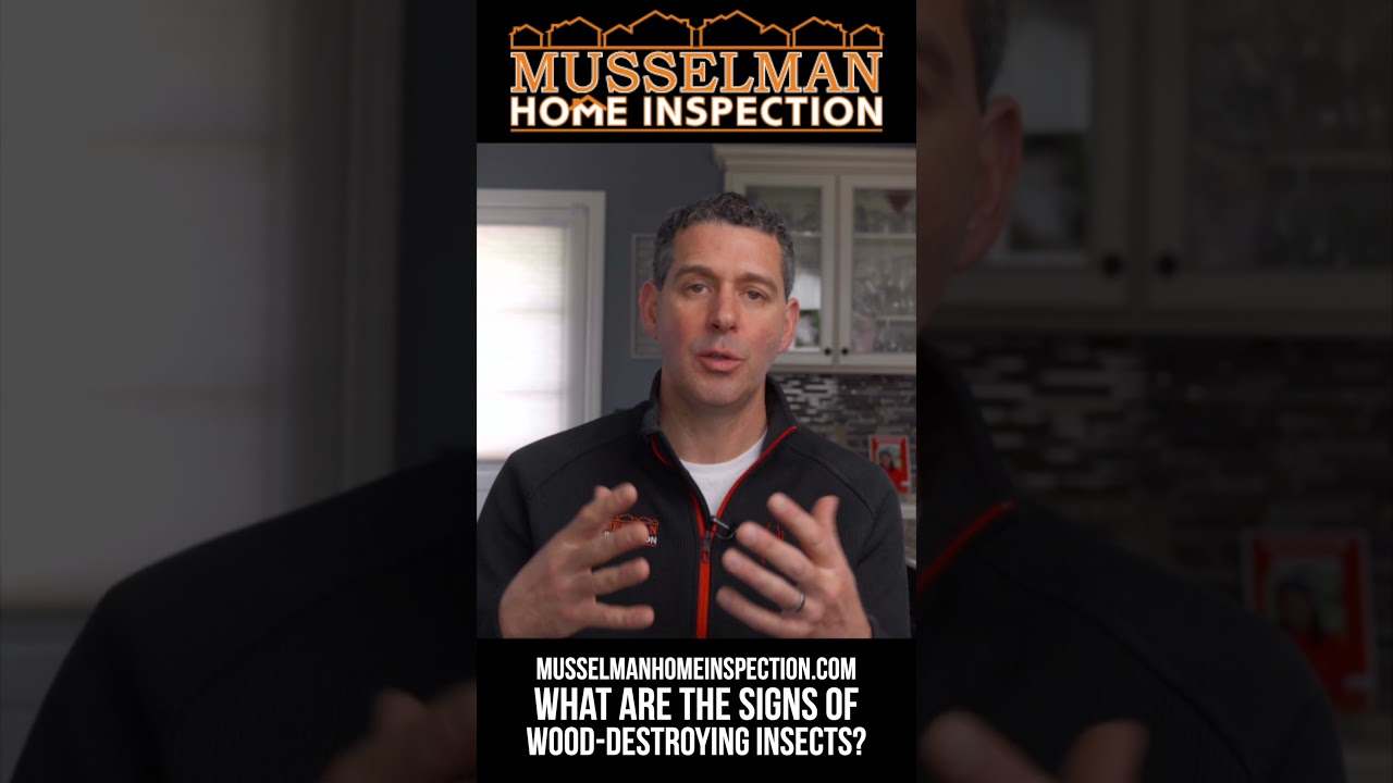 What are the signs of wood-destroying insects?