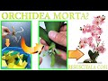 METTI UN ORCHIDEA IN UNA SPUGNA E GUARDA COSA SUCCEDE TRUCCO SEMPLICE E GENIALE PER FARLE RIGENERARE